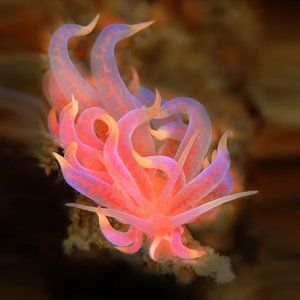 Meet your Posher, Zacccccccccccc